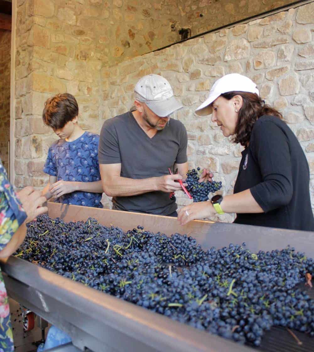 Chateau-de-La-Combe-handsorting-harvested-grapes